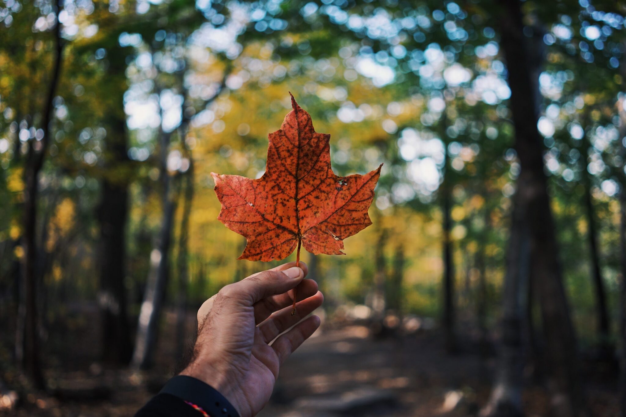 Um folha de maple, planta tradicional do Canadá